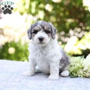 Rocky, Bich-Poo Puppy